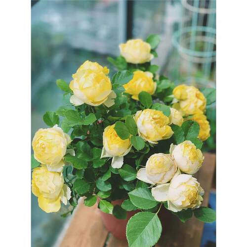 金丝雀月季花大苗浓香阳台露台微月盆栽四季开特大花卉植物玫瑰花