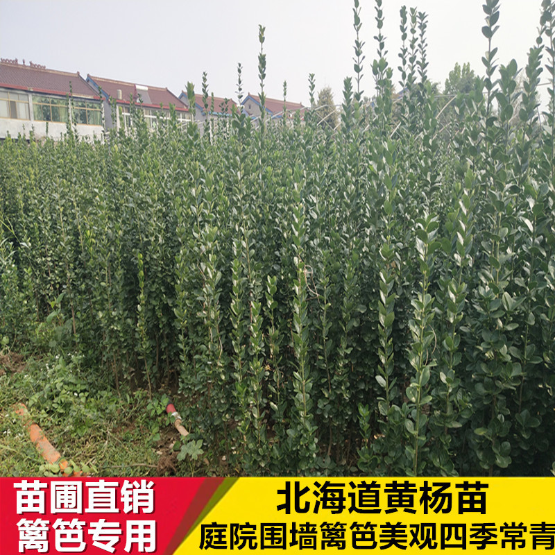 北海道黄杨苗庭院围墙篱笆植物大叶四季常青冬青树苗绿化耐寒绿篱