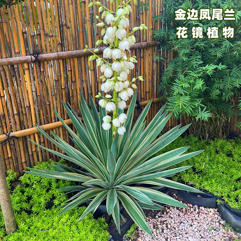 金边凤尾兰盆栽龙舌兰剑麻庭院阳台耐寒花卉四季常绿耐寒花镜植物
