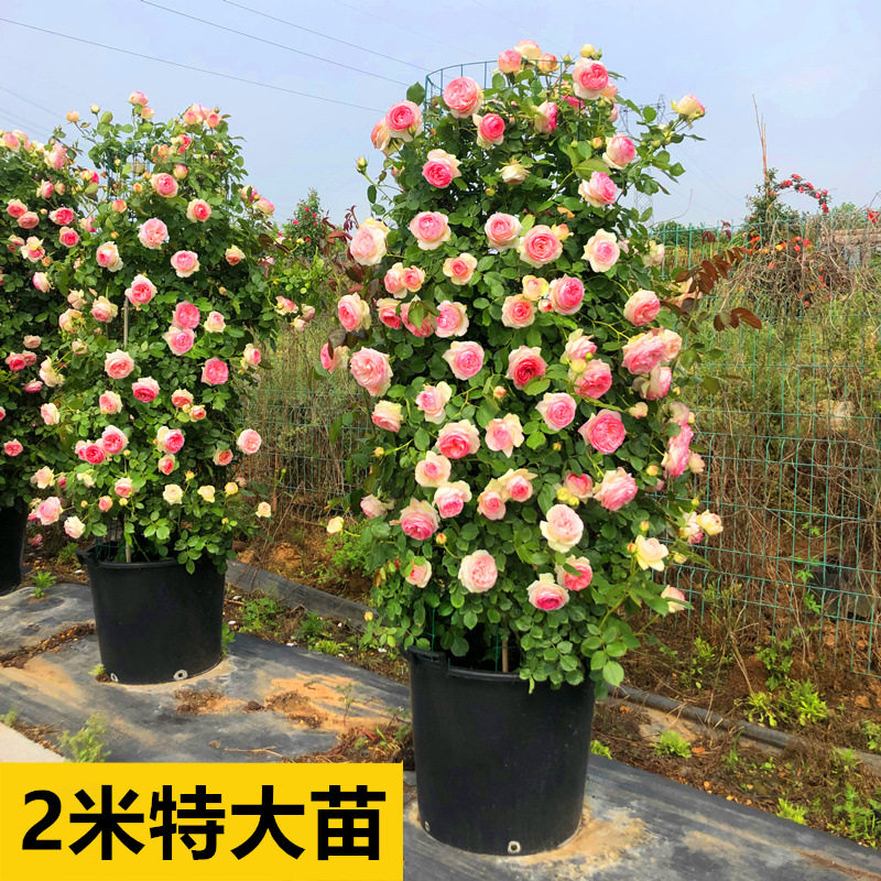 2米高粉色龙沙宝石藤本月季花苗别墅庭院特大花浓香爬藤花卉植物
