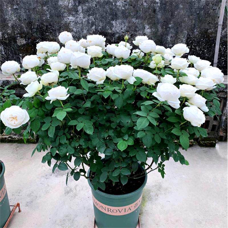 多季开大花浓香月季花苗伊芙婚礼之路纯白色玫瑰盆栽阳台观花植物