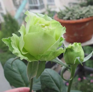 苏格兰绿星玫瑰花苗老桩盆栽月季蔷薇室内外阳台四季品种当年开花