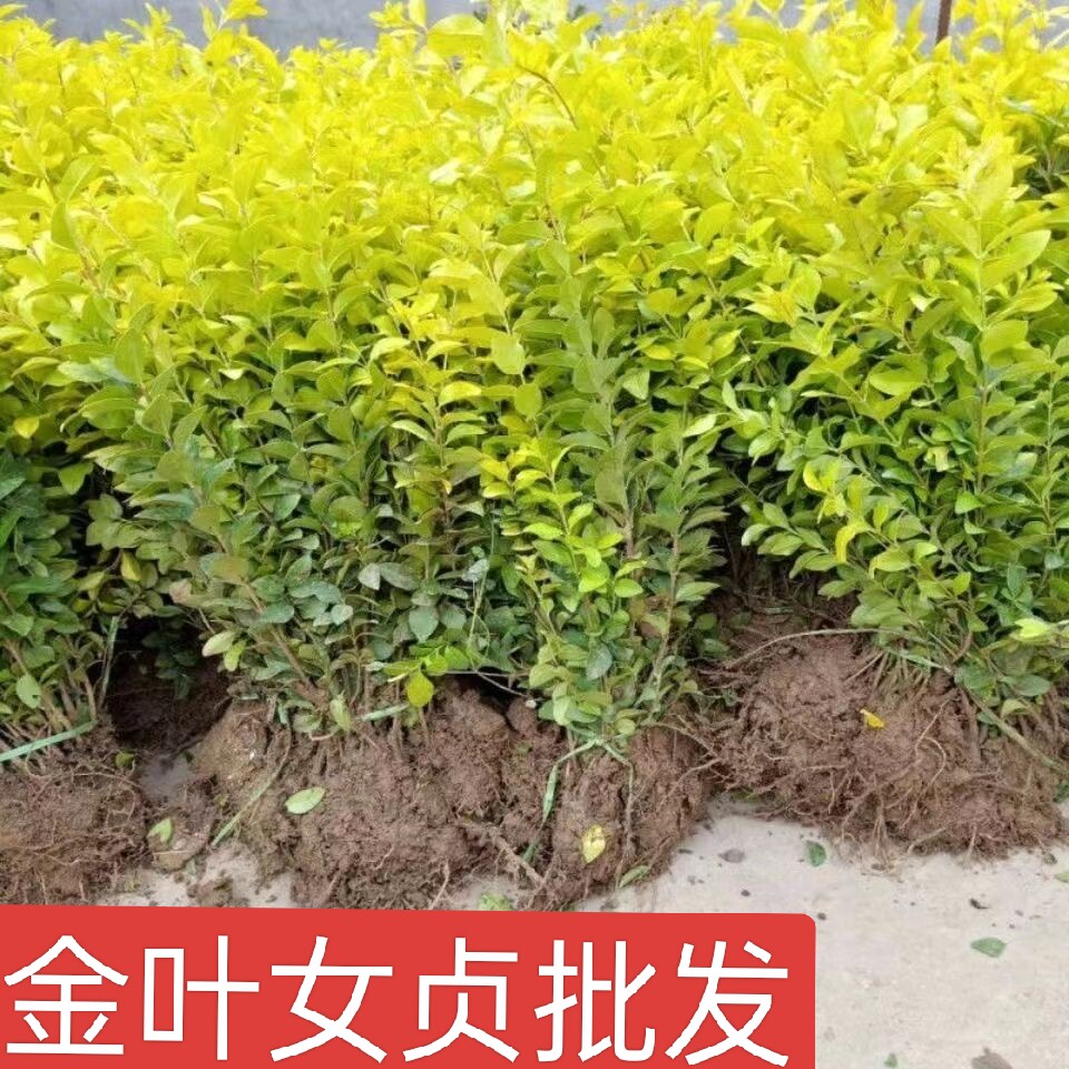 金叶女贞苗金叶女贞球金叶女贞树苗黄叶女贞裸根苗庭院绿化