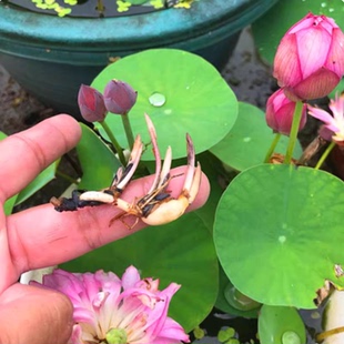 水培碗莲种藕小型荷花成品苗正宗碗莲根茎四季室内外睡莲水养花卉