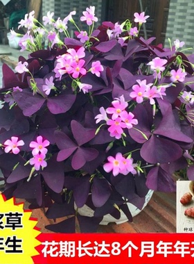 紫叶酢浆草种球三叶幸运草炸酱草室内多年生紫色蝴蝶花球根花种子