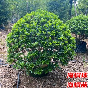 海桐树苗四季常青耐寒耐旱绿篱围栏篱笆庭院绿化植物工程苗海桐球