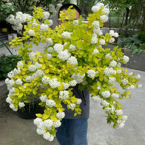 黄金喷泉花大苗盆栽彩叶绣线菊菱叶绣线菊阳台庭院造景用花卉耐寒