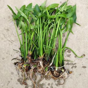 慈菇花水生慈姑苗茨菇重瓣种芽白茨菰水培种子花种球苗鱼缸造景