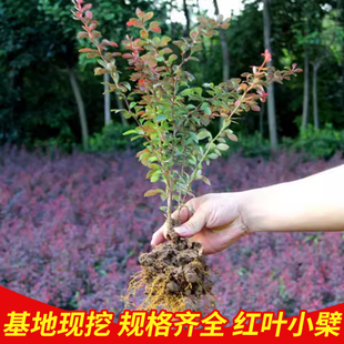 红叶小檗苗别墅庭院行道耐寒彩色绿篱笆色块紫叶小檗球红叶小波苗