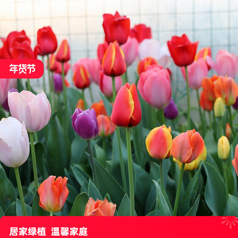 5颗郁金香大球种球土培水培进口花种子耐寒花卉哦冬季盆栽苗百合