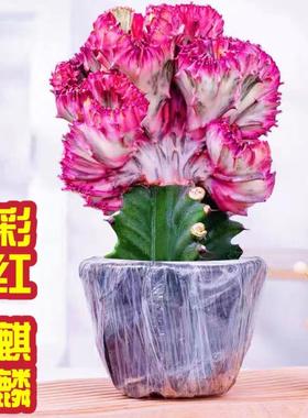 彩麒麟红色麒麟盆栽玉麒麟旺财镇宅客厅办公室摆件净化空气