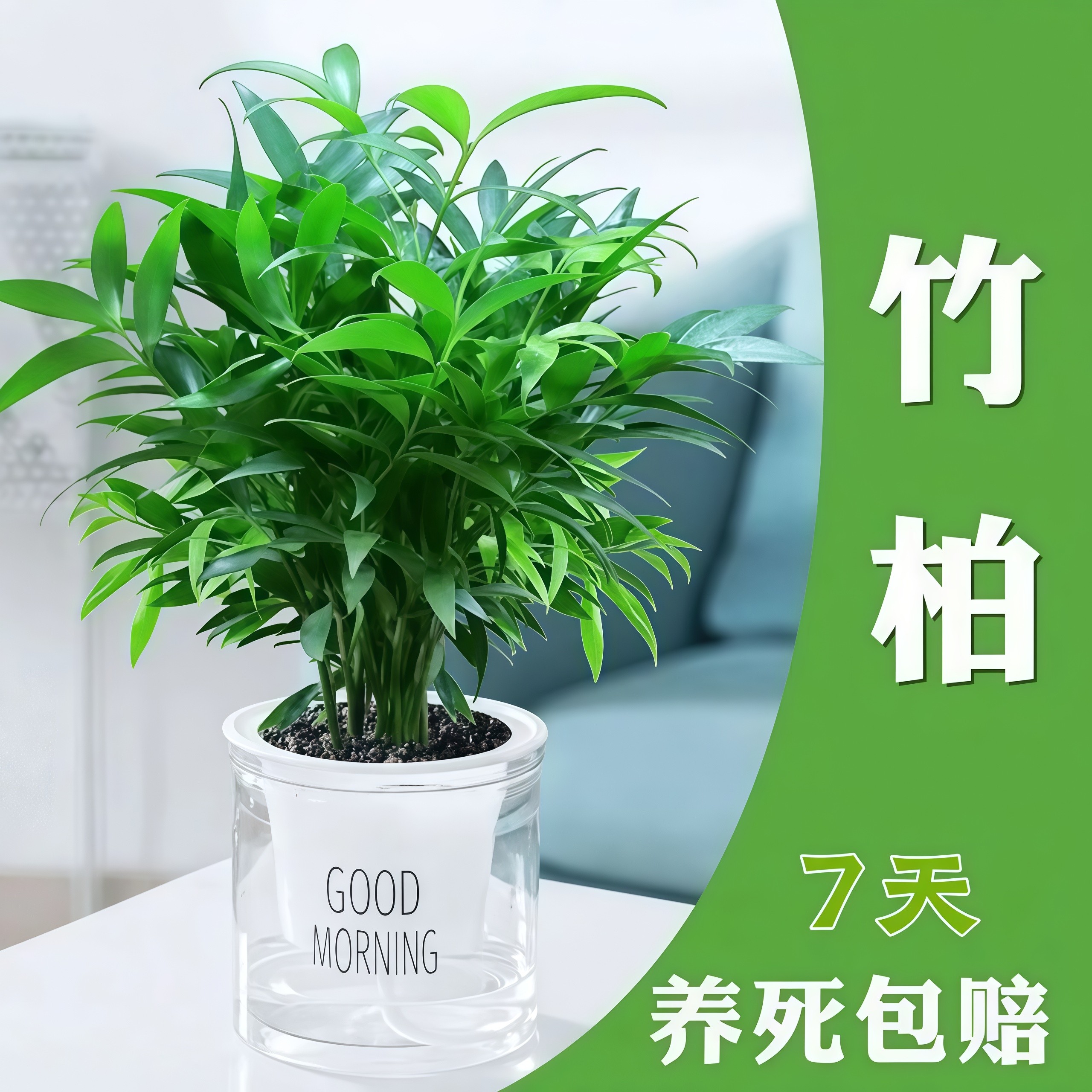 驱蚊竹柏水培植物大棵室内水养绿植花卉盆栽办公室桌面驱蚊草好养,鲜花速递/花卉仿真/绿植园艺,绿植,淘宝优惠券,粉丝福利购,淘宝优惠卷