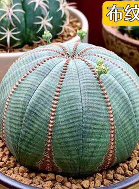 布纹球 稀有仙人球多肉星兜无刺开花植物盆栽室内办公室防辐射