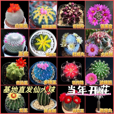 仙人球组合稀有植物耐旱室内防辐射小绿植花卉盆栽好养易活仙人球