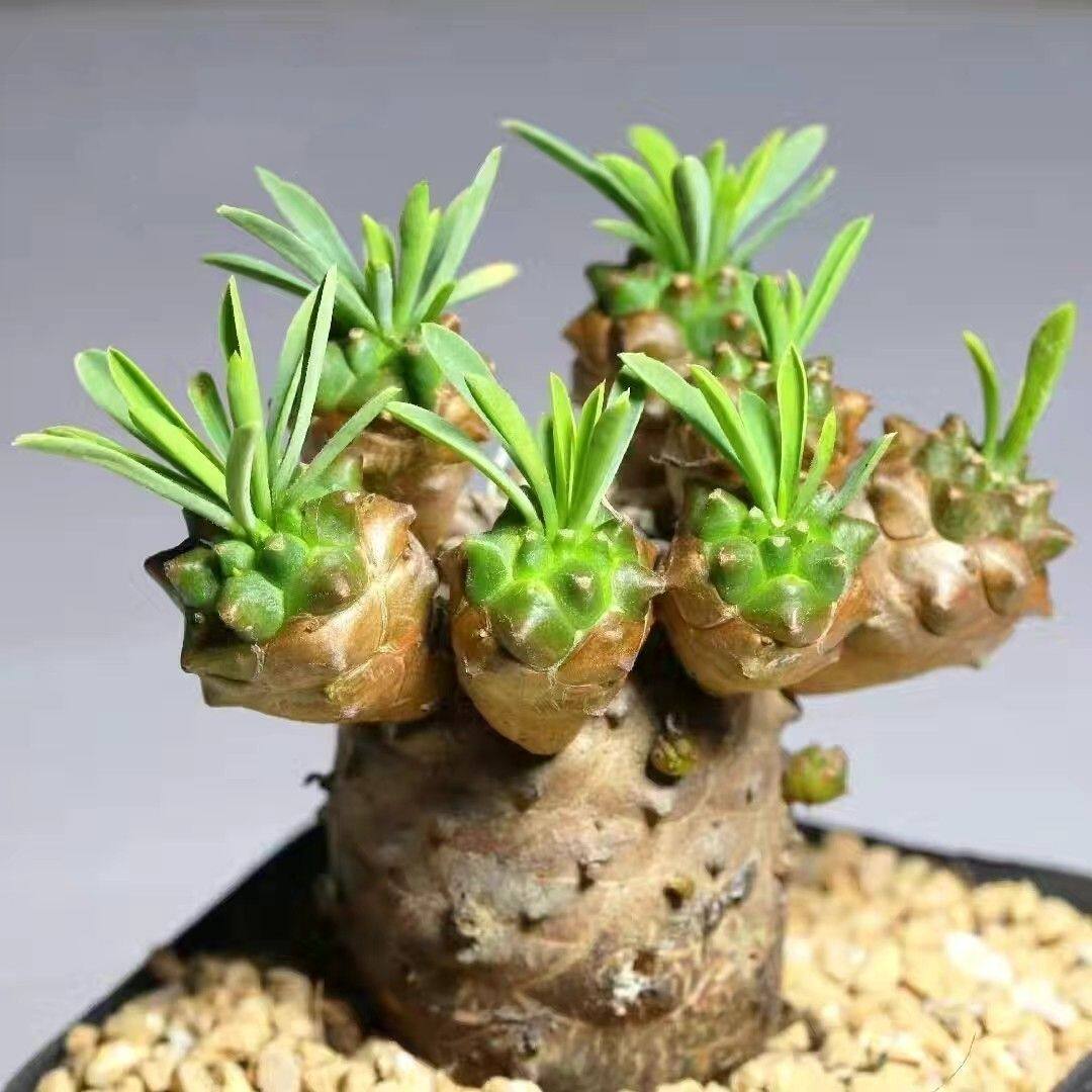 峨眉山多肉盆栽植物室内稀有多肉植物小盆栽菠萝块跟老桩多肉好养