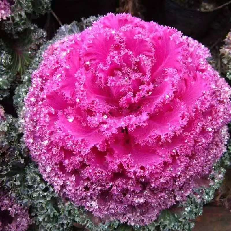 羽衣甘蓝苗鲜花绿植耐寒老桩观赏食用春节盆栽好养叶牡丹玫瑰彩叶