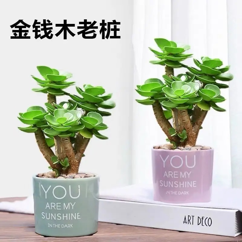 金钱木多头群生老桩多肉植物新手好养室内装饰室外绿植盆栽花奔