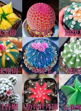 仙人球组合红太阳多棱玉肋骨牡丹锦实生开花仙人掌室内办公室盆栽