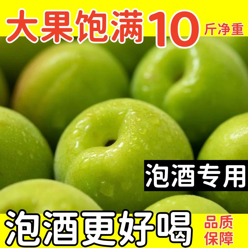 新鲜云南青梅鲜果青梅泡酒专用现货泡酒梅子露当季梅子新鲜现摘