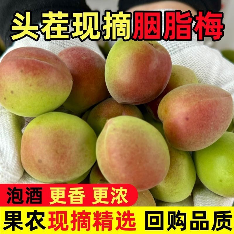 云南胭脂红梅新鲜青梅果泡酒胭脂梅现摘胭脂梅其他苹果水果胭脂梅