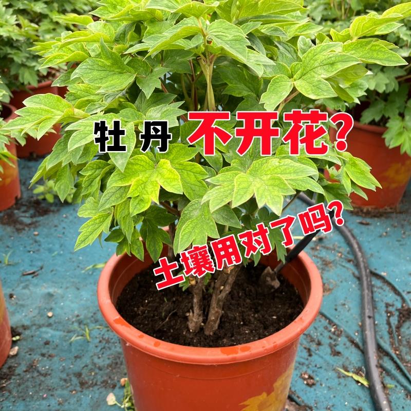 牡丹专用土1疏松透气 2富含丰富营养3PH值适合牡丹盆栽地栽营养土