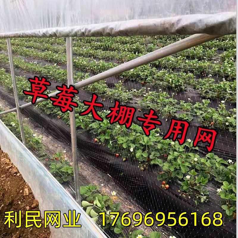 农用草莓大棚两侧通风口防鸟网葡萄果园西瓜大棚口拦鸟果树防护网
