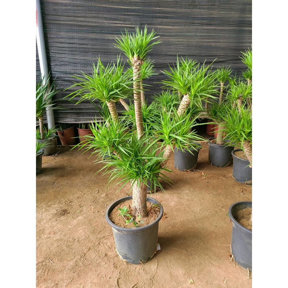 老桩造型多头龙血树室内室外大型龙须树绿植盆栽四季常青净化空气