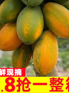 红心牛奶木瓜10斤新鲜水果整箱包邮当季孕妇下奶冰糖青木瓜自然熟