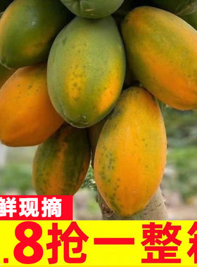 红心牛奶木瓜10斤新鲜水果