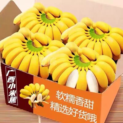 现摘广西小米蕉当季新鲜水果芭蕉苹果蕉自然熟香蕉5/9斤包邮