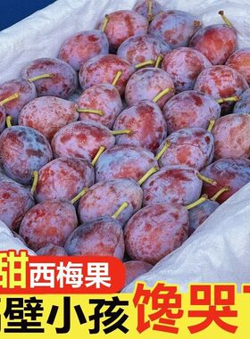 现货高山法兰西西梅蓝蜜新鲜
