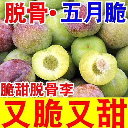 四川五月脆脱骨李子新鲜水果