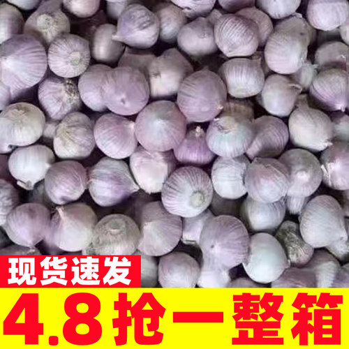 2025云南大理紫皮独头蒜