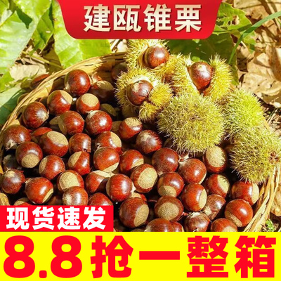 板栗生新鲜栗子野生建瓯锥栗