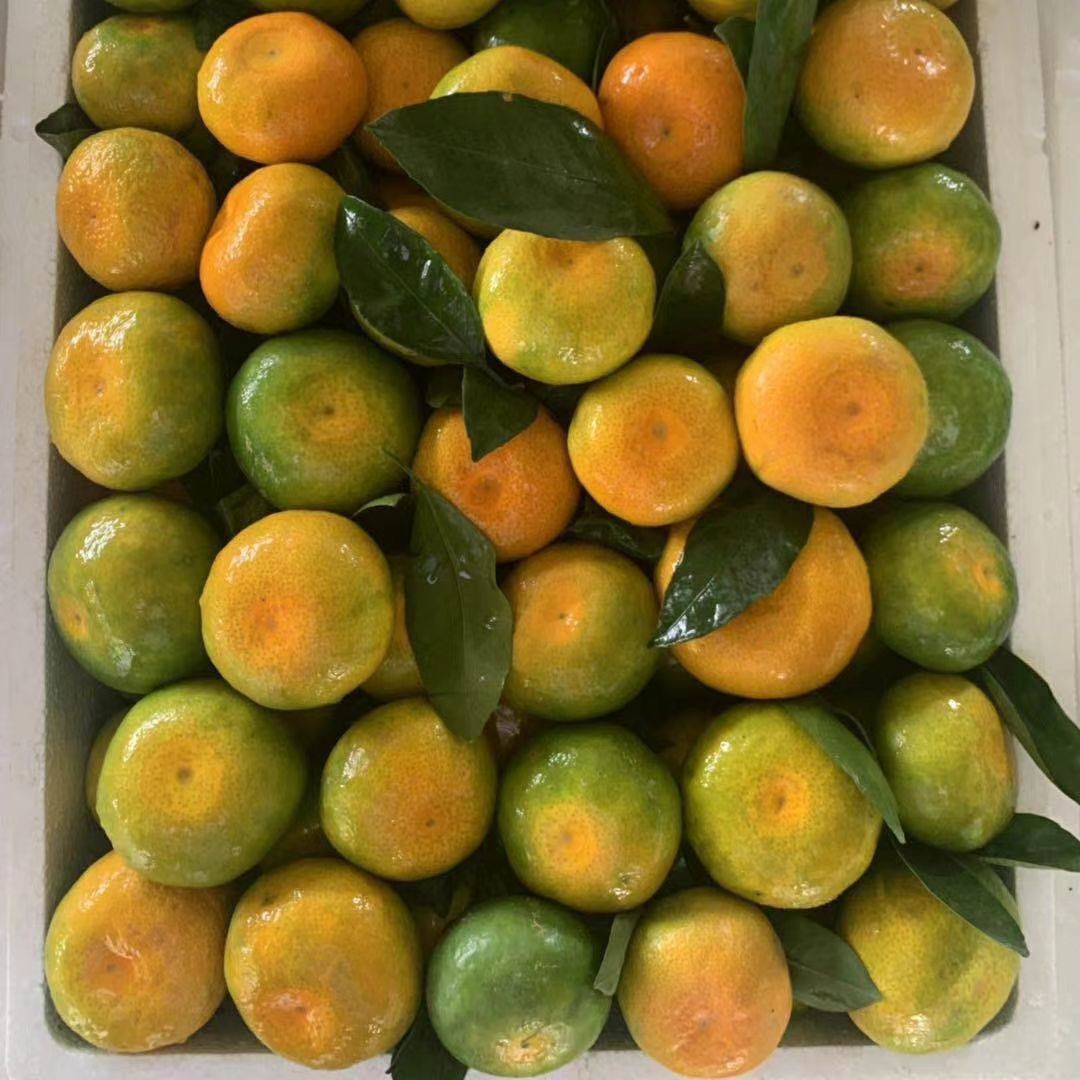 湖北宜昌青皮橘子早熟新鲜