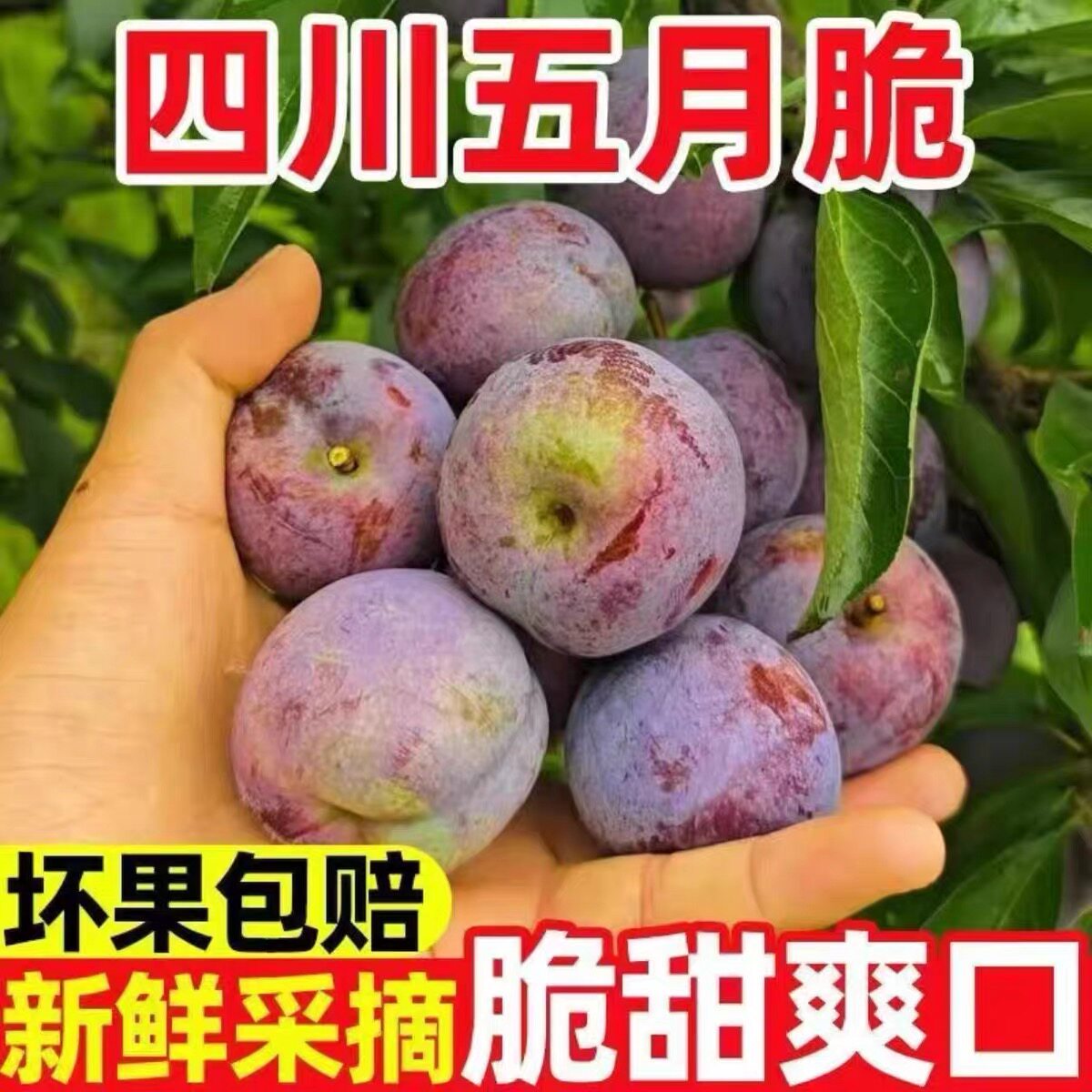 四川五月脆李子凤凰李当季新鲜现摘脆甜爽口青红脆李孕妇水果B