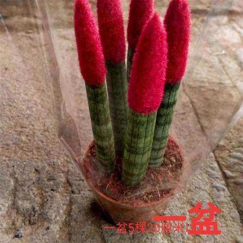 (推荐)花卉绿植佛前香牛角虎皮兰盆栽原盆原土办公室桌面常青