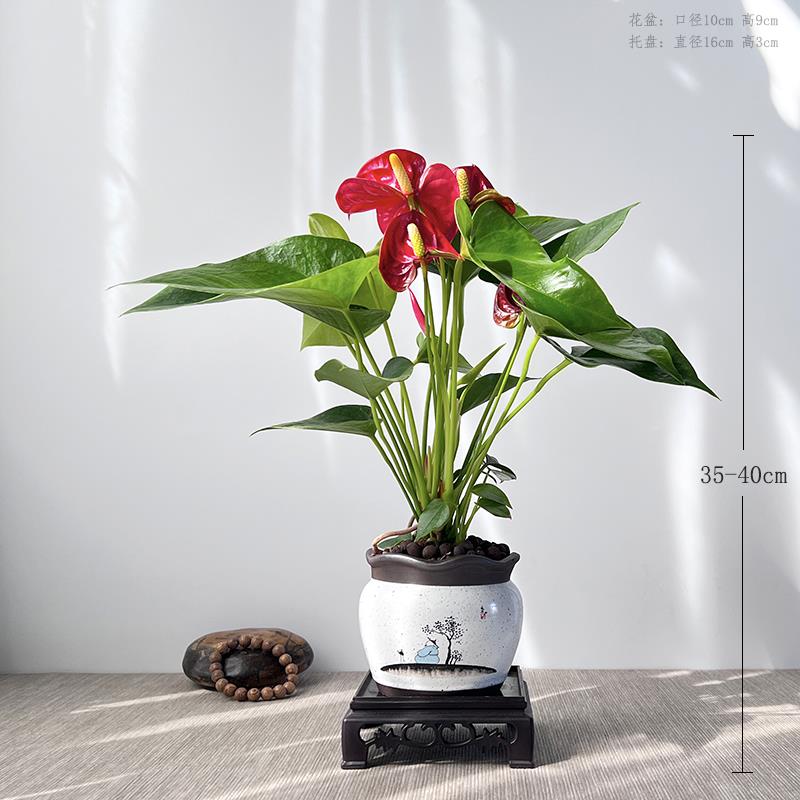 红掌盆栽新中式盆景一帆风顺年宵花书房茶桌植物室内绿植四季开花