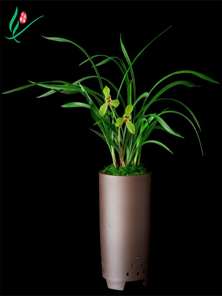 兰花春剑大富贵浓香花卉盆景盆栽土绿植兰带草植物花苞名贵苗四川