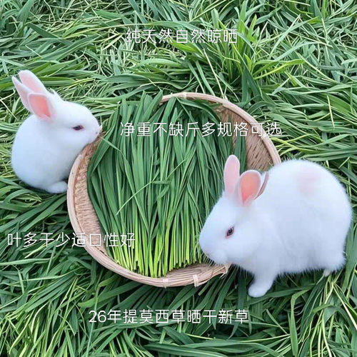 晒干提摩西草仓鼠豚鼠草料