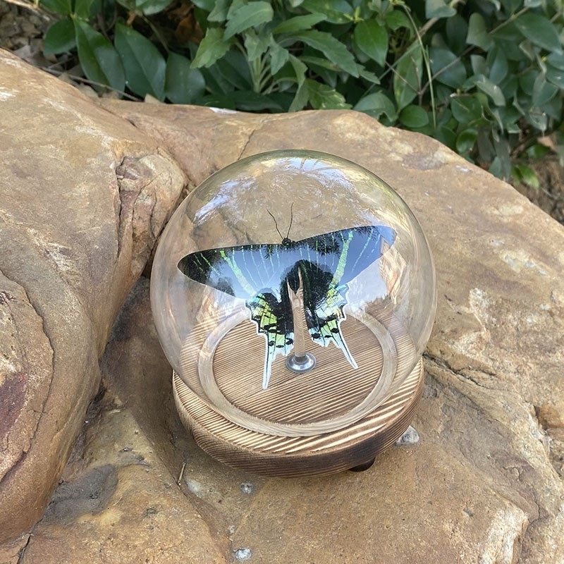 真蝴蝶标本蓝闪蝶昆虫标本玻璃罩防尘罩相框可摆可挂生日礼物收藏,文具电教/文化用品/商务用品,教学标本/模型,淘宝优惠券,粉丝福利购,淘宝优惠卷