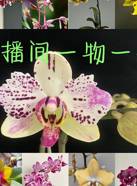 甄选直播间专拍花卉