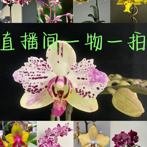 甄选直播间专拍花卉