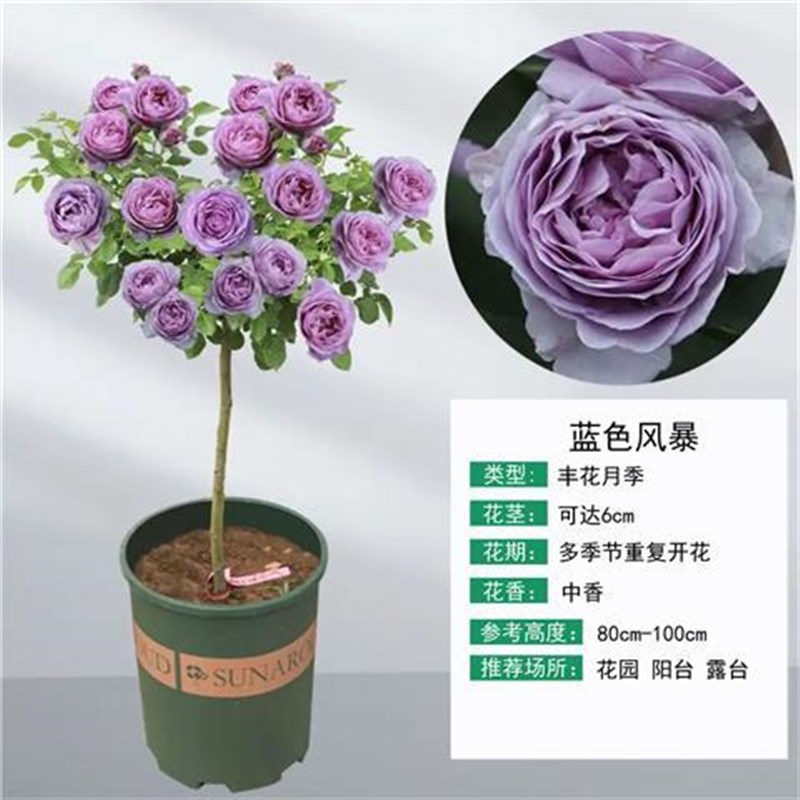 树桩月季花苗特大花朵花卉植物庭院四季开玫瑰带花棒棒糖树状月季