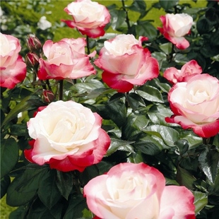 老园丁月季园 怀旧乡愁/思乡 德国灌木白红复色浓香大花欧月