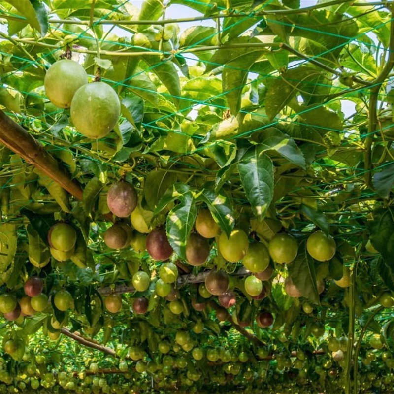 植物爬藤网月季园艺黄瓜藤架百香果种植架子攀爬网格支架丝瓜架网图片