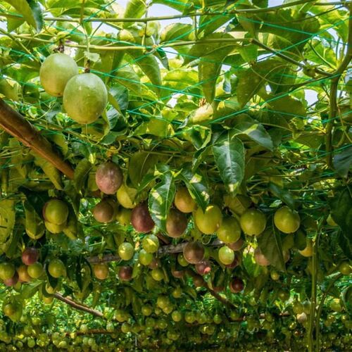 植物爬藤网月季园艺黄瓜藤架百香果种植架子攀爬网格支架丝瓜架网