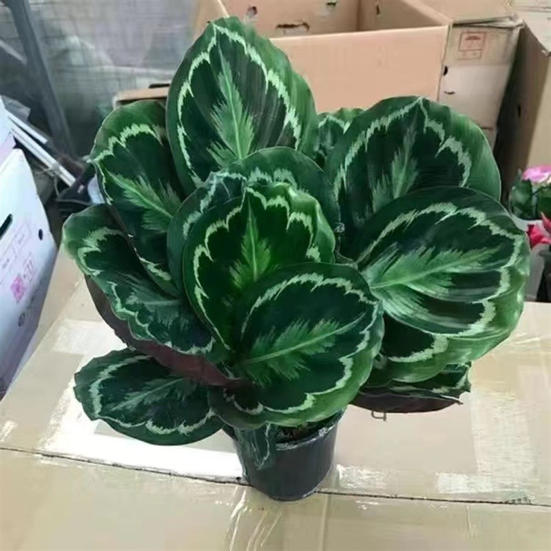 彩虹竹芋盆栽水培孔雀竹芋t彩叶绿植物花卉室内夏季天除甲醛好养