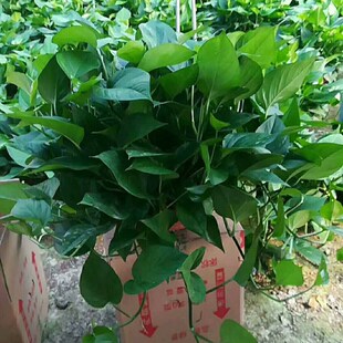 垂下来的绿d植掉兰盆栽垂吊四季长滕绿萝室内垂挂植物禄萝绿罗大