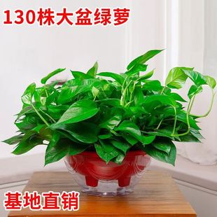 绿萝盆栽室内大盆绿植长藤绿萝特大盆花卉盆栽新房卧室植物除甲醛